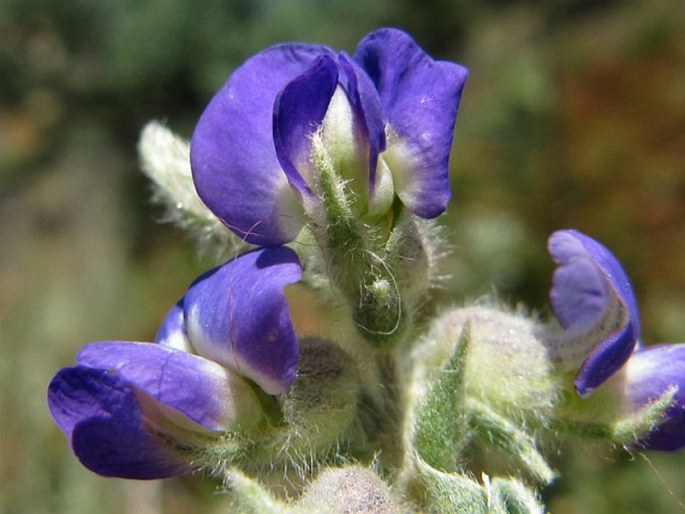 Lotononis lotononoides