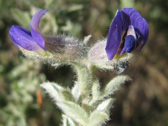 Lotononis lotononoides