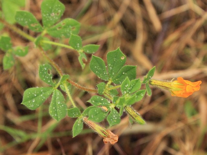 Lotus biflorus