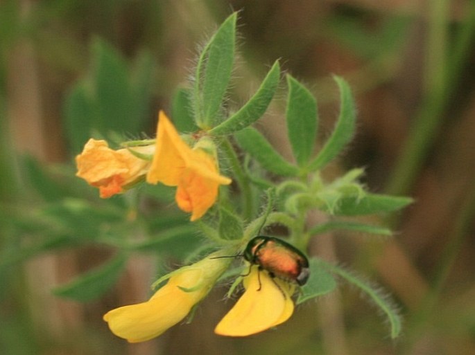 Lotus borbasii