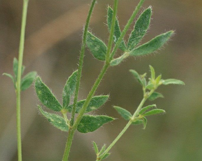 Lotus borbasii