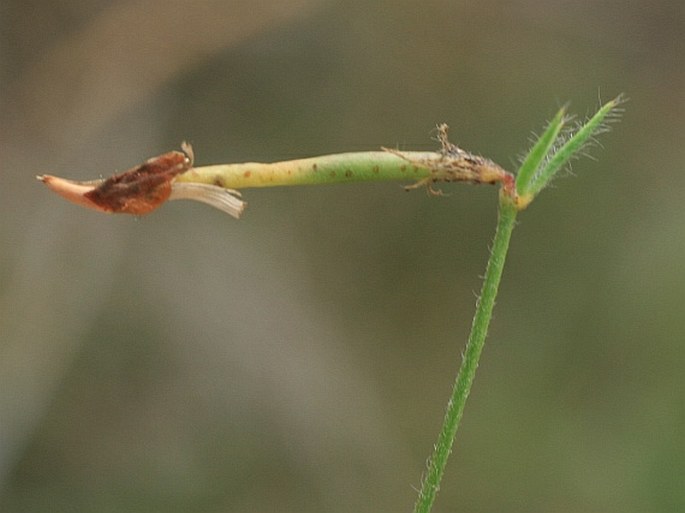 Lotus borbasii