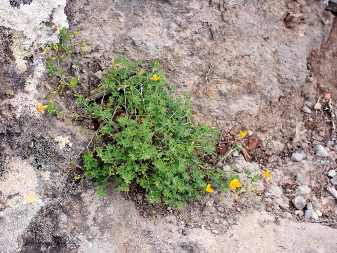 Lotus dumetorum