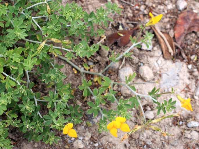 Lotus dumetorum