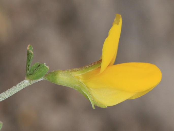 Lotus dumetorum