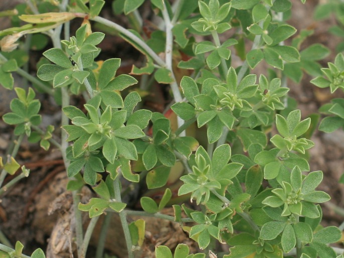Lotus dumetorum