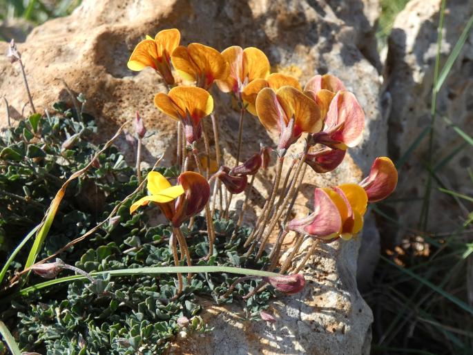 Lotus tetraphyllus