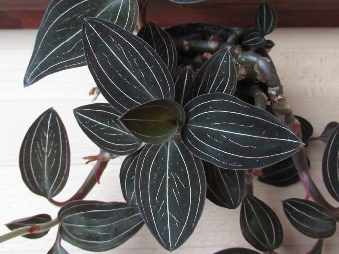 Ludisia discolor