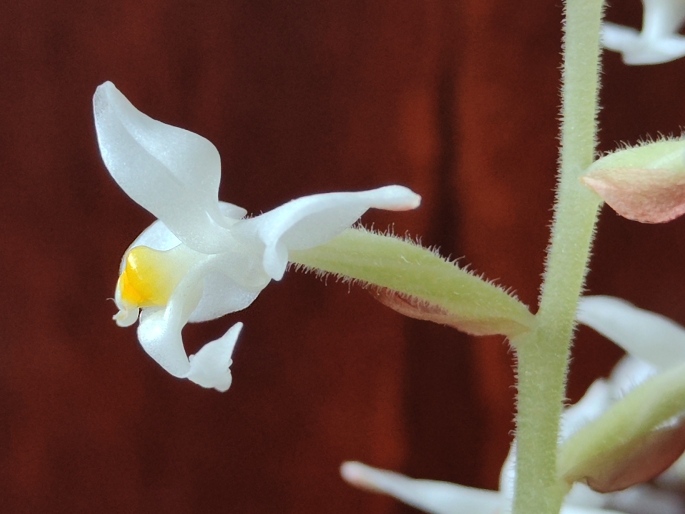 Ludisia discolor