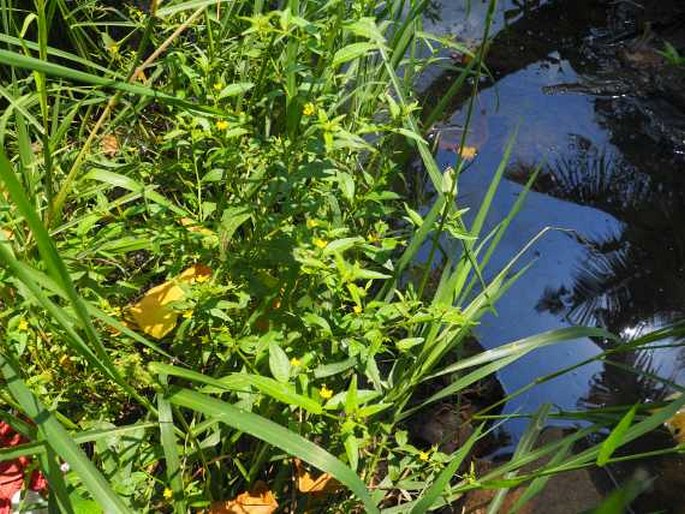 Ludwigia hyssopifolia