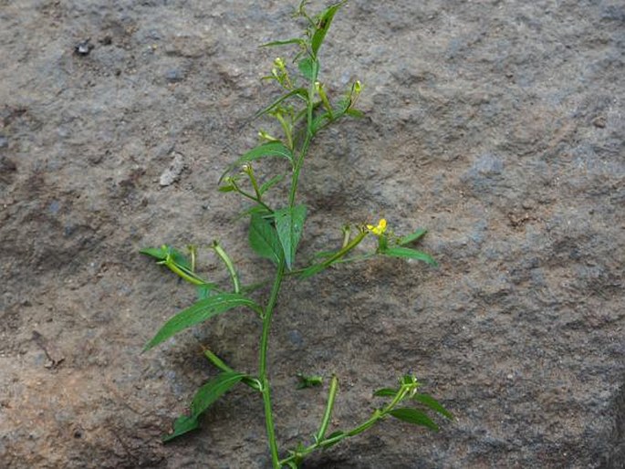 Ludwigia hyssopifolia