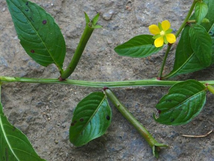 Ludwigia hyssopifolia