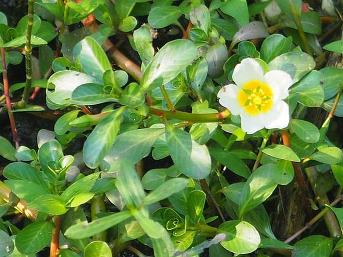 LUDWIGIA ADSCENDENS (L.) H. Hara - zakucelka / ludvigia