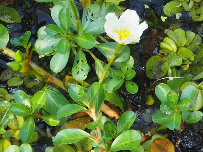 Ludwigia adscendens