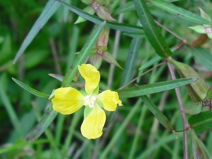 LUDWIGIA DECURRENS Walter - zakucelka / ludvigia