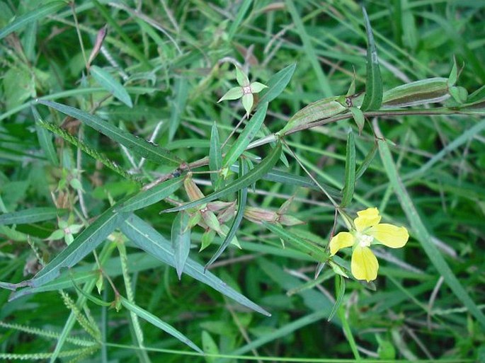 Ludwigia decurrens