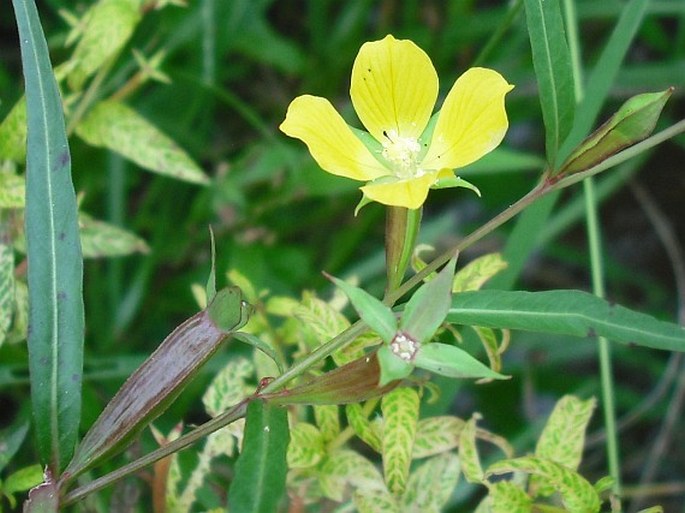 Ludwigia decurrens