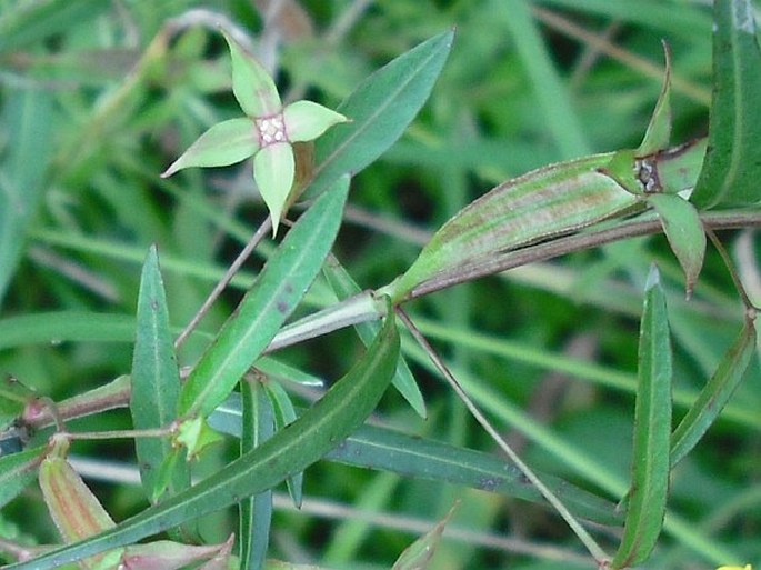 Ludwigia decurrens