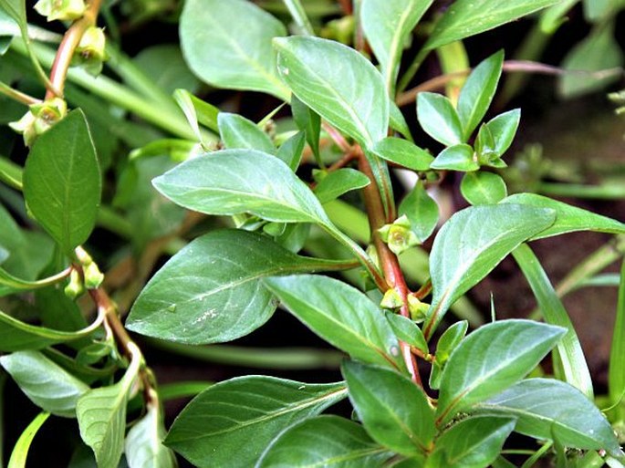 LUDWIGIA PALUSTRIS (L.) Elliott – zakucelka bahenní / ludvigia močiarna