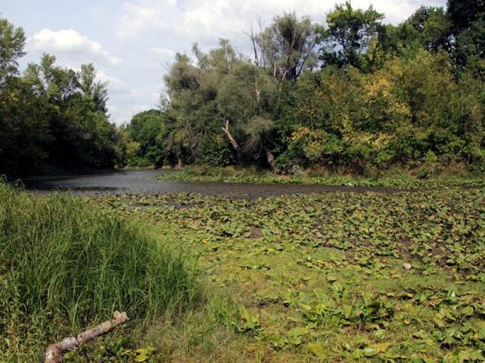 Ludwigia palustris