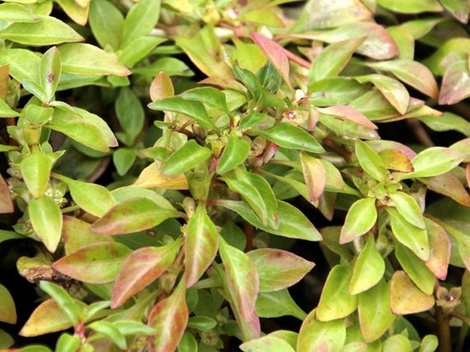 Ludwigia palustris