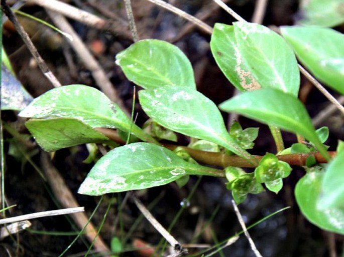 Ludwigia palustris