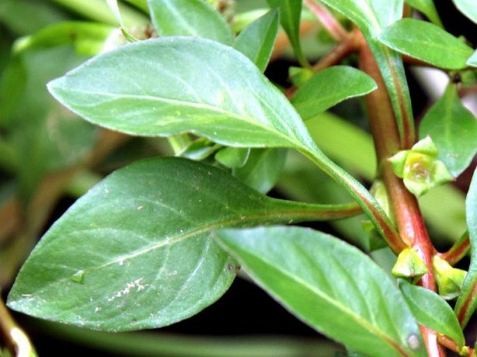 Ludwigia palustris