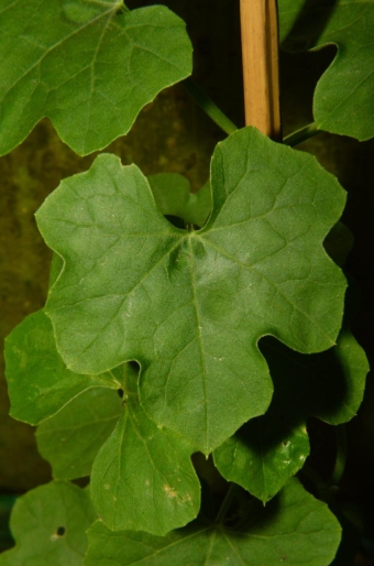 Luffa operculata