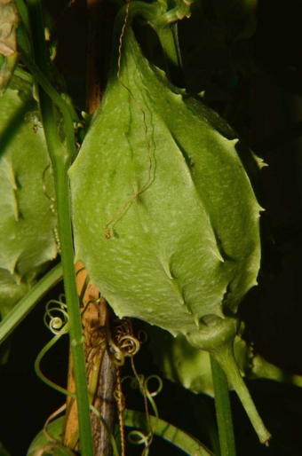 Luffa operculata