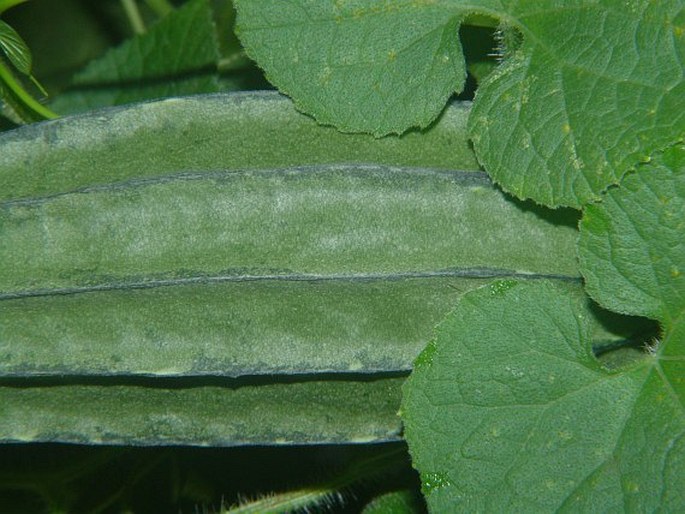 Luffa acutangula