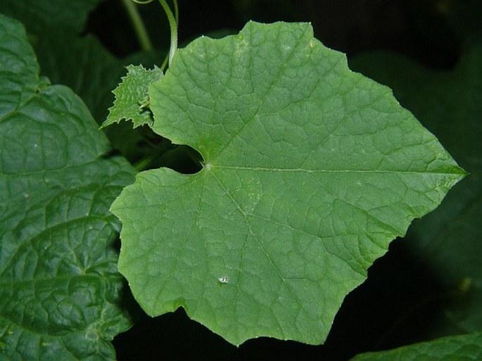 Luffa acutangula