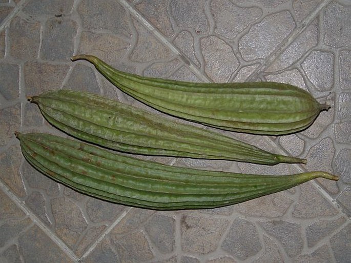 Luffa acutangula