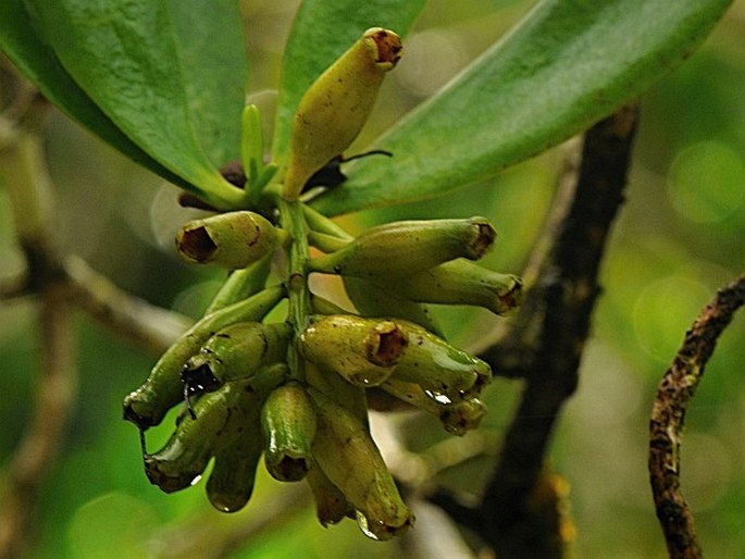 Lumnitzera littorea