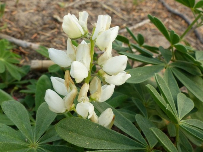 Lupinus andersonii