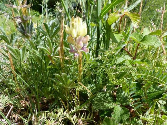 Lupinus gredensis