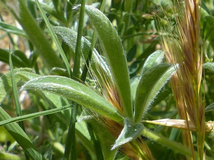 Lupinus gredensis