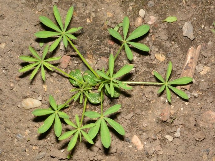 Lupinus albus