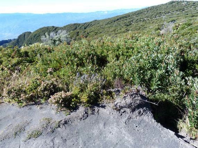 Lupinus costaricensis