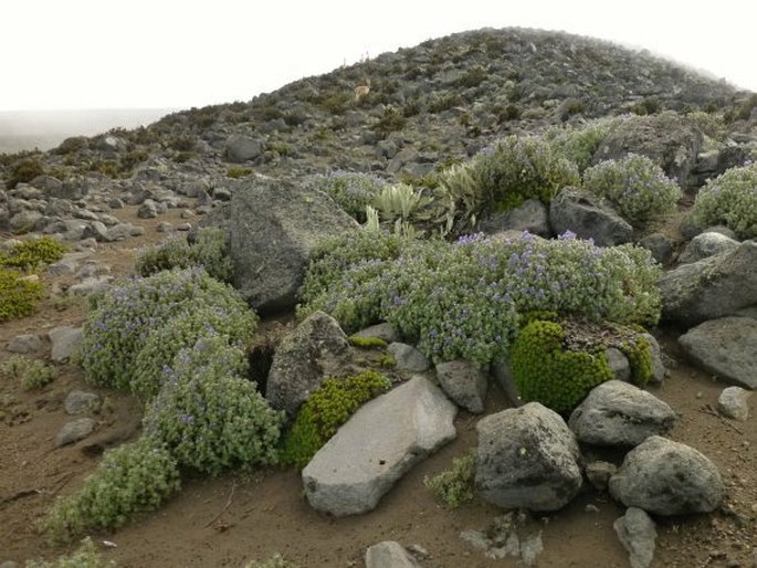 Lupinus microphyllus