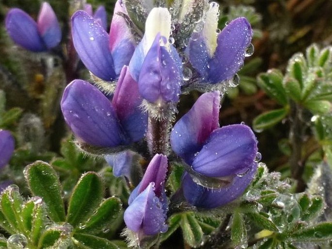 Lupinus microphyllus