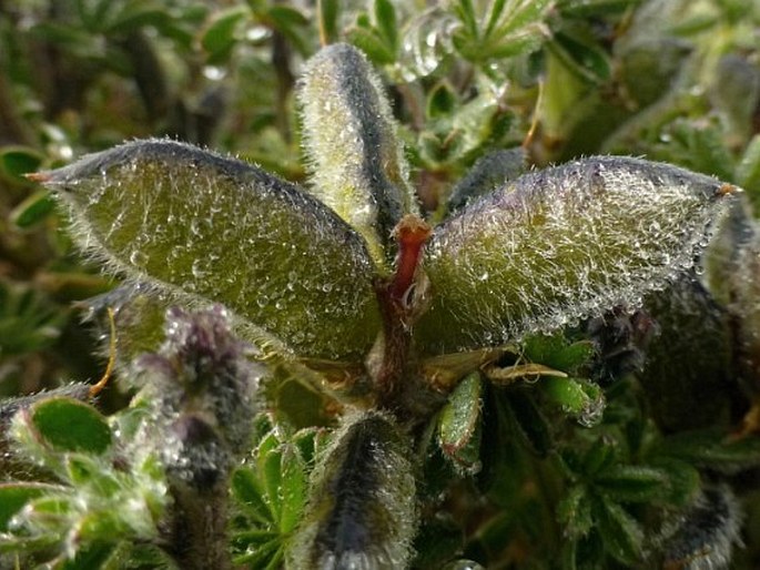 Lupinus microphyllus