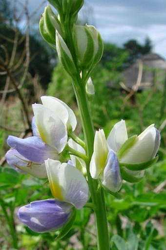 Lupinus mutabilis