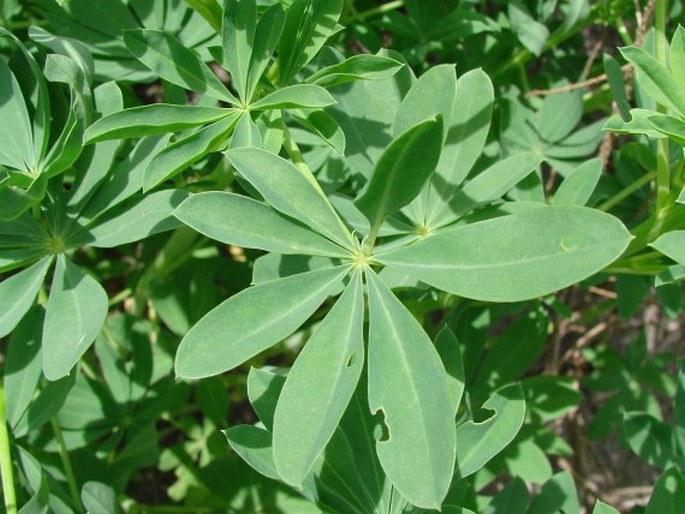 Lupinus mutabilis