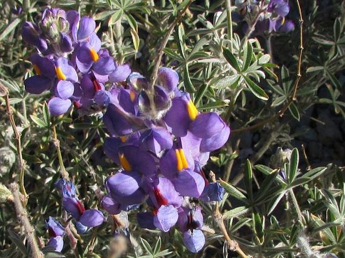 Lupinus oreophilus