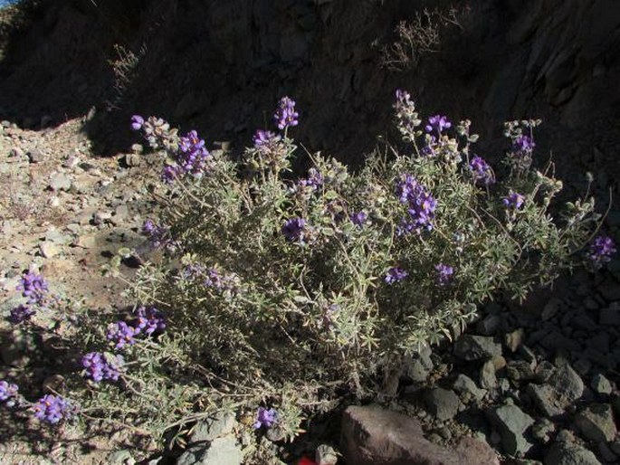 Lupinus oreophilus