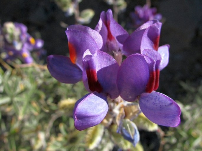 Lupinus oreophilus