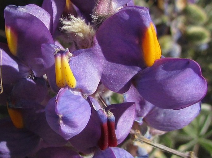 Lupinus oreophilus