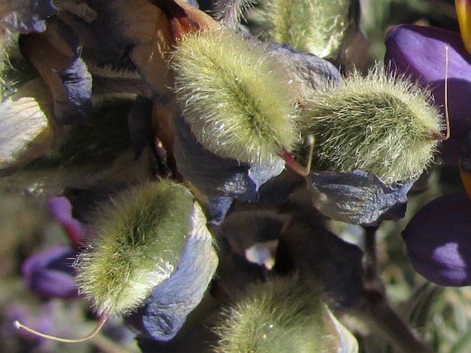 Lupinus oreophilus