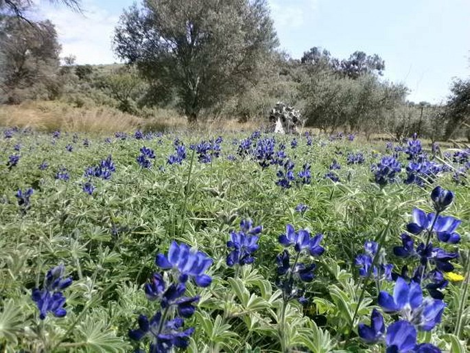 Lupinus pilosus