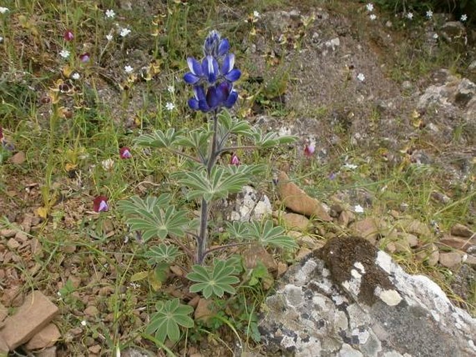 Lupinus pilosus